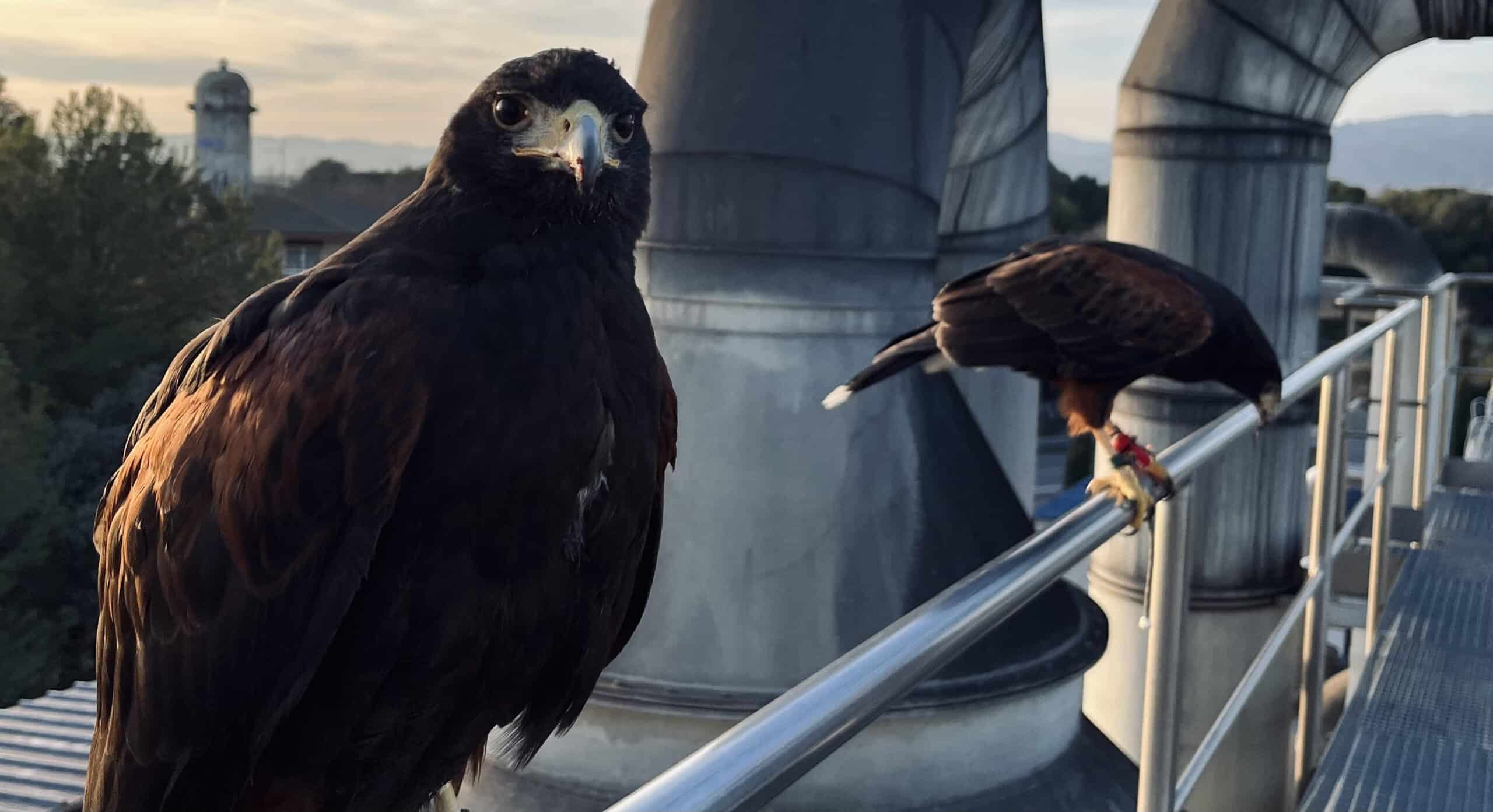 Águila volando en acción